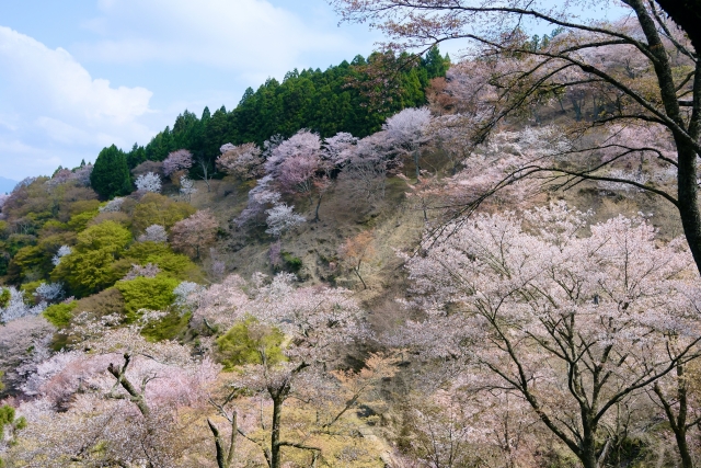 吉野山の桜