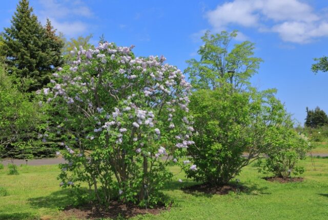 百合が原公園