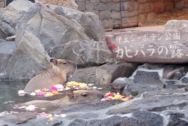 伊豆シャボテン動物公園
