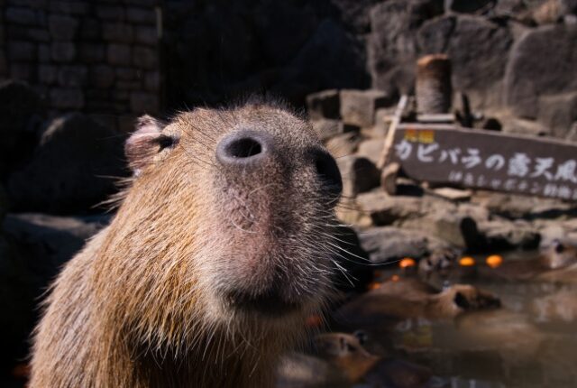 伊豆シャボテン動物公園